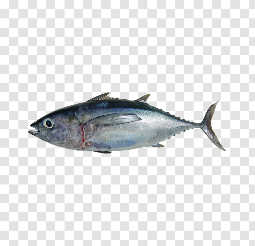 Mackerel Albacore Atlantic Bluefin Tuna Pacific Southern - Fauna - Fish Transparent PNG