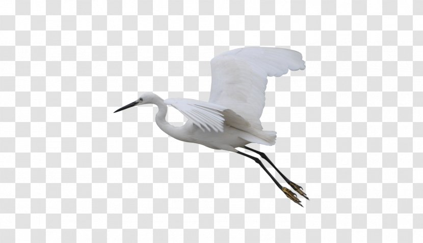 Bird Crane Wader Goose Cygnini - Shorebird - Flying Transparent PNG