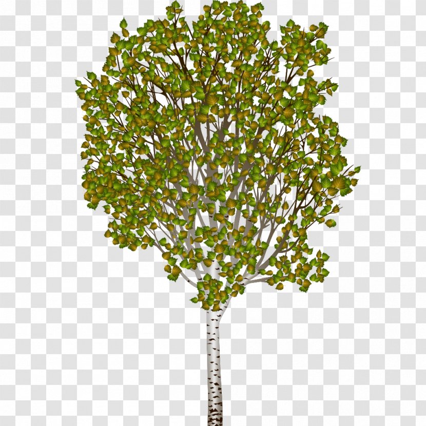 Silver Birch Tree Woody Plant - Branch - Puddle Transparent PNG