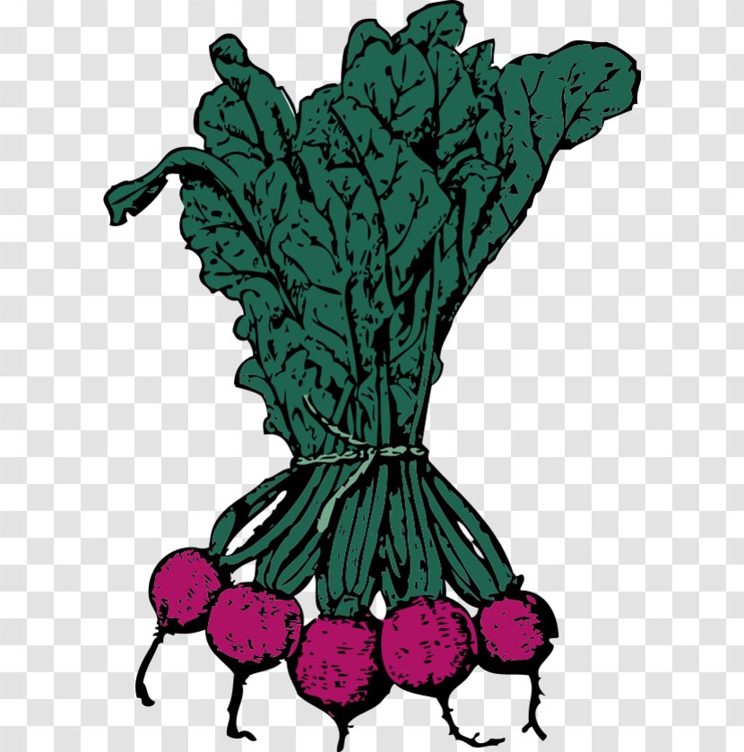 Sugar Beet Beetroot Clip Art - Vegetable Pictures Transparent PNG