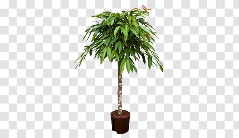 Houseplant Arecaceae Weeping Fig Tree Areca Palm - Rhapis Excelsa Transparent PNG