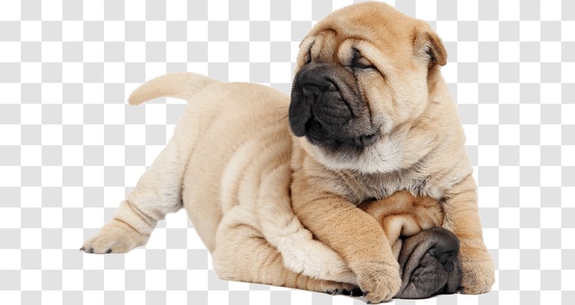 Shar Pei Puppy Chinese Shar-Peis The Shar-Pei Purebred Dog - Breed Transparent PNG