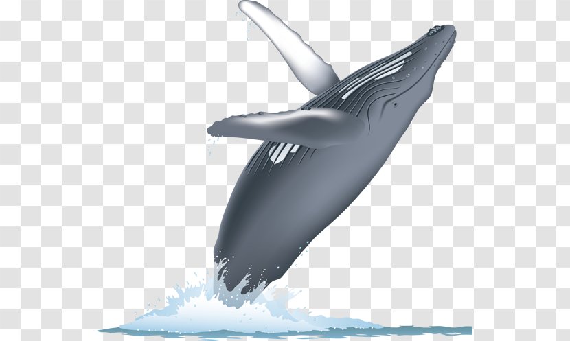 Cetacean Surfacing Behaviour Cetaceans Blue Whale Humpback Watching - Shark - Watercolor Transparent PNG
