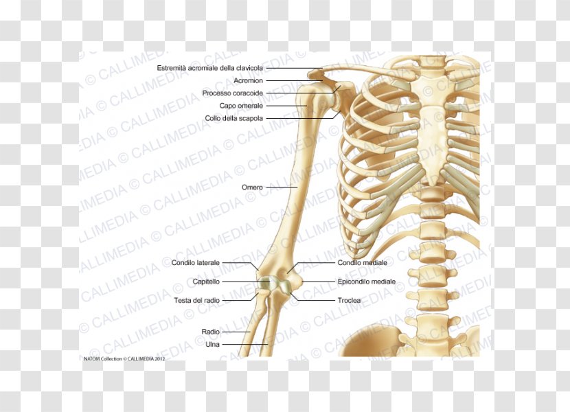 Human Skeleton Anatomy Bone - Cartoon Transparent PNG