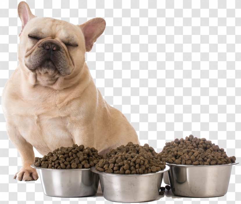 Croquette French Bulldog Puppy Dog Food Avoidant/restrictive Intake Disorder - Pet - FRENCH BULLDOG Transparent PNG