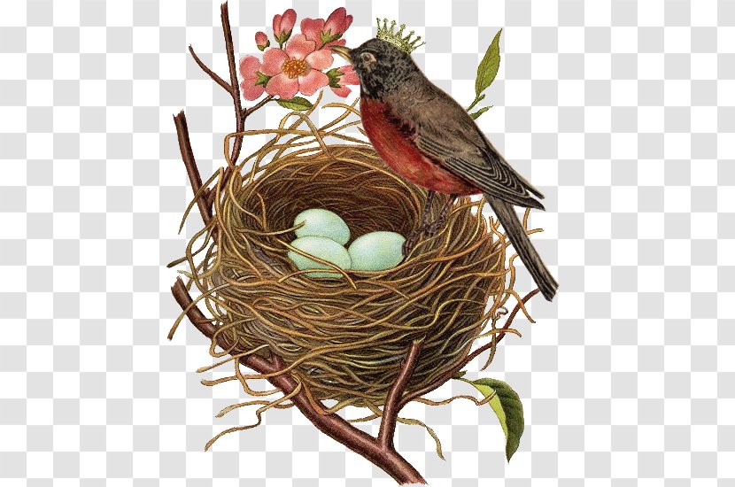 Robin Bird - Egg - Toy Perching Transparent PNG