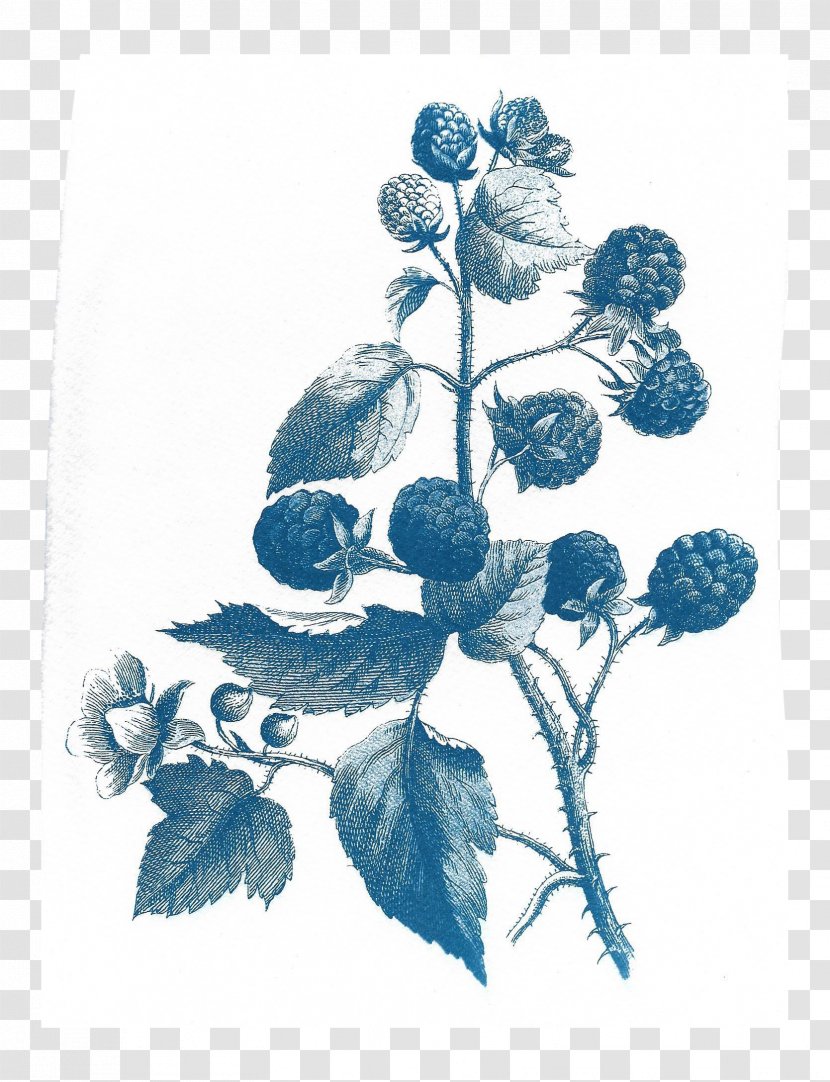 Before The First Kiss Cyanotype Drawing Paper - Painting - Watercolor Berries Transparent PNG