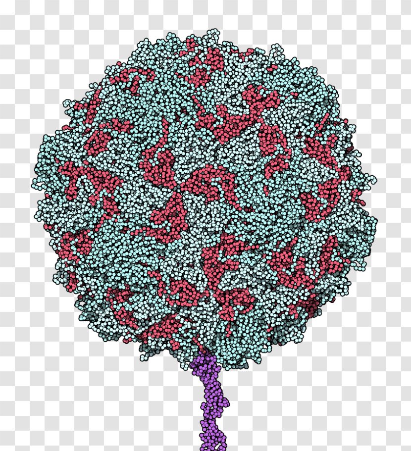 Poliovirus CD155 Polio Vaccine Poliomyelitis Receptor - Textile - Lovely Virus Cell Transparent PNG