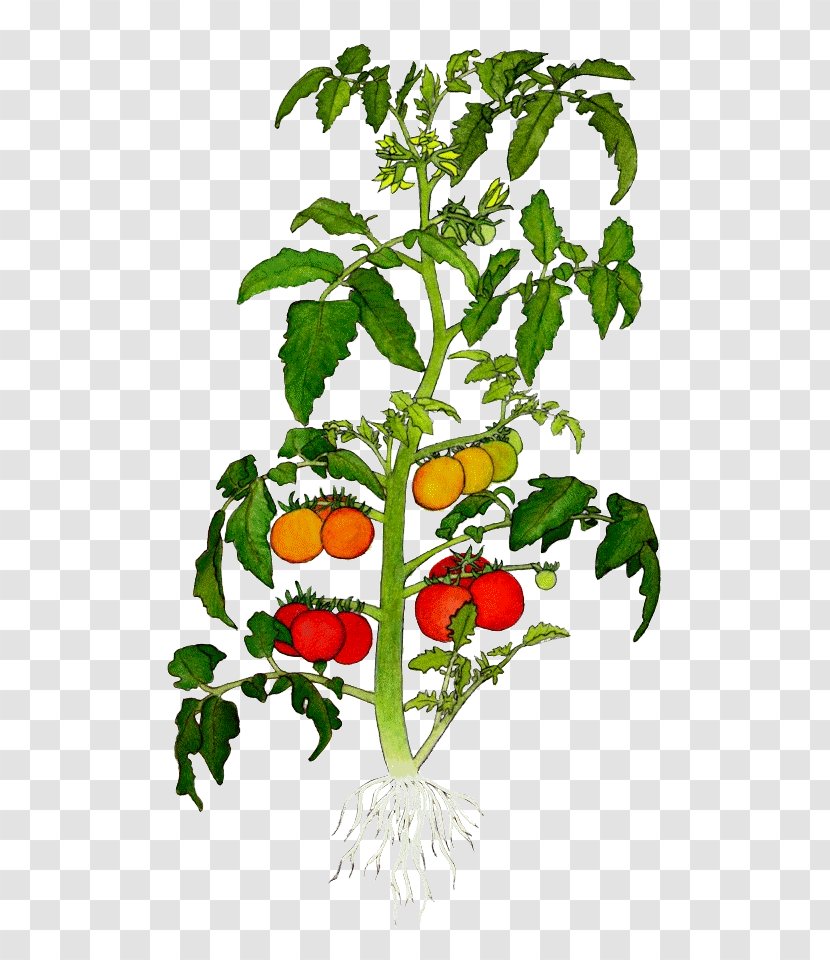 Botanical Illustration Drawing Tomato Clip Art - Plant Transparent PNG