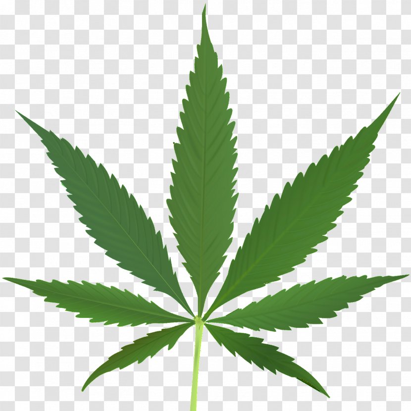 Medical Cannabis Leaf Tetrahydrocannabinol Sativa - Weed Transparent PNG