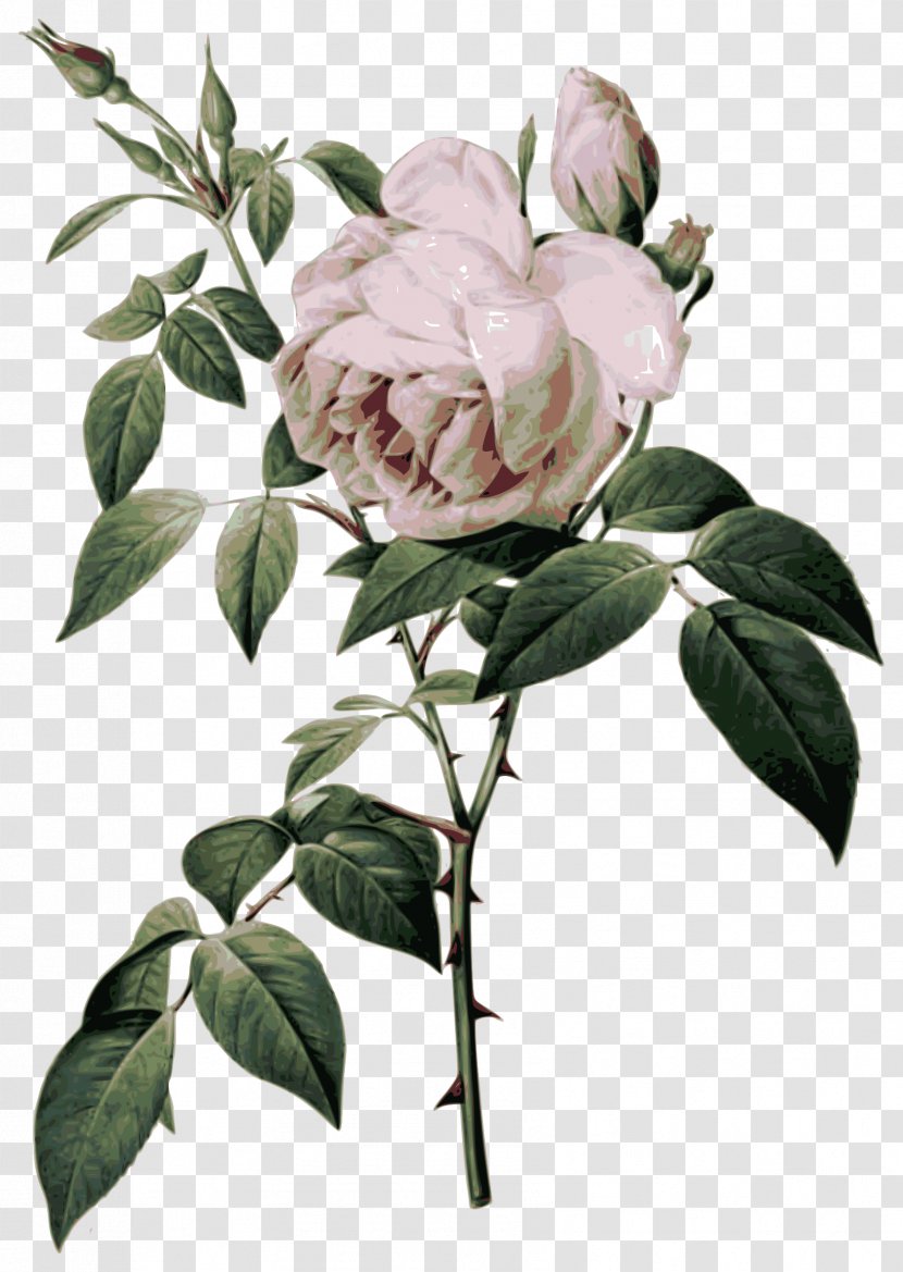 Les Roses French Rose Botanical Illustration Botany - Tea - Flower Transparent PNG