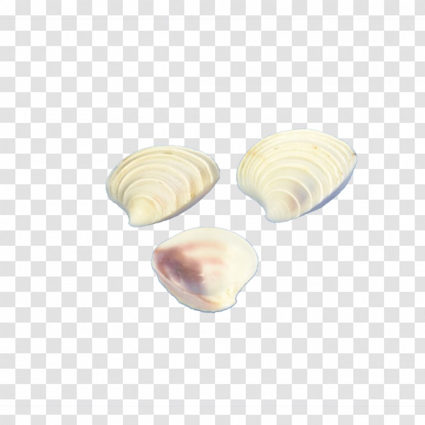 Baltic Macoma Cockle Veneroida Tellins Clam - Starfish Wedding Transparent PNG