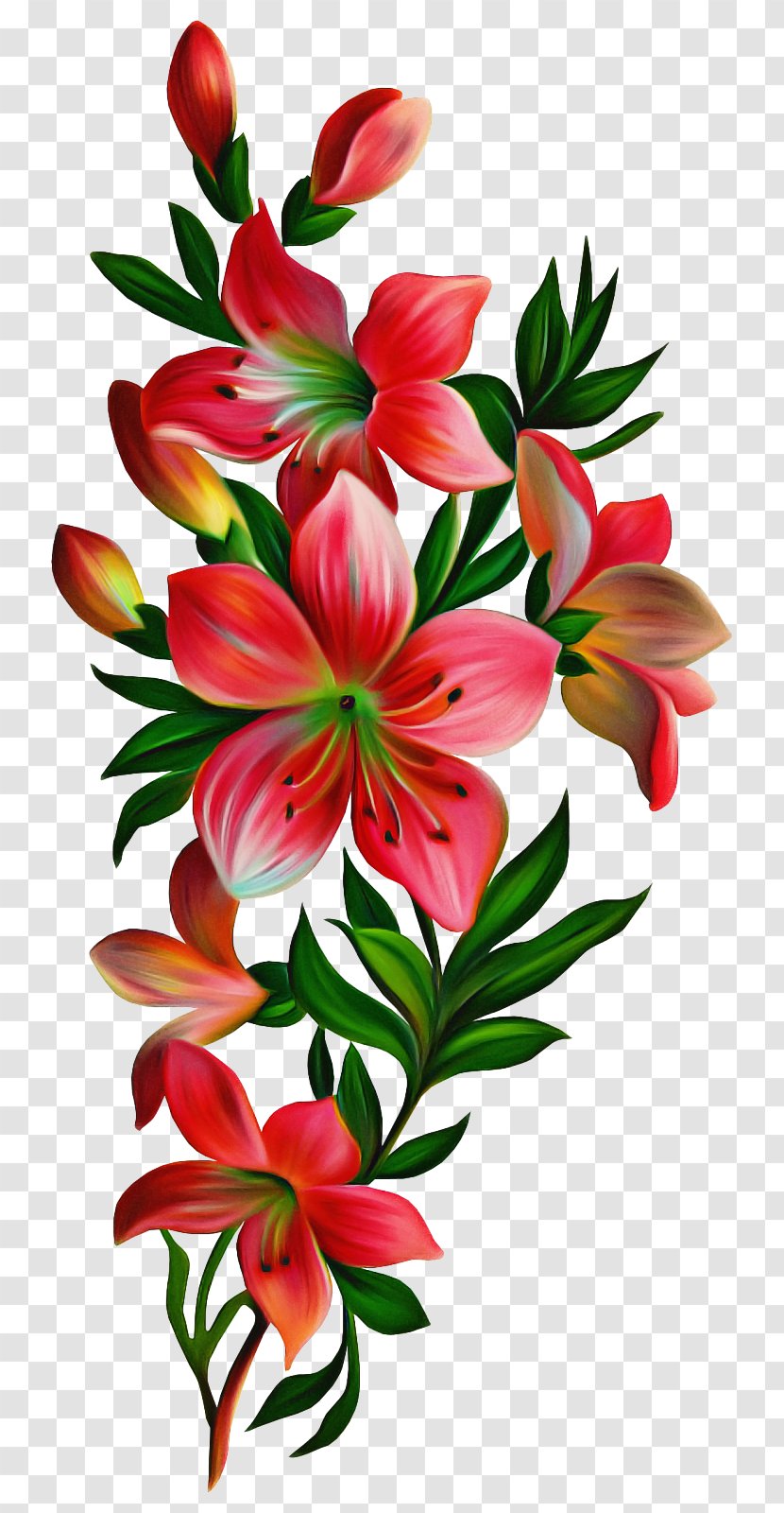 Flower Flowering Plant Petal Lily - Tiger Cut Flowers Transparent PNG
