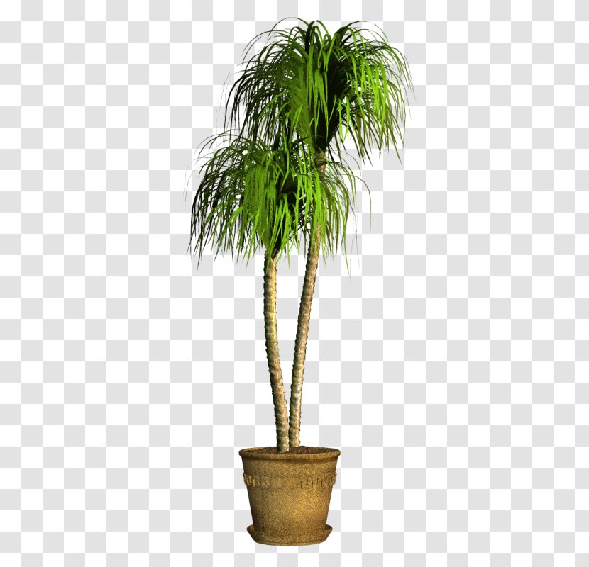Coconut Flowerpot Houseplant Date Palm Evergreen - Tree Transparent PNG