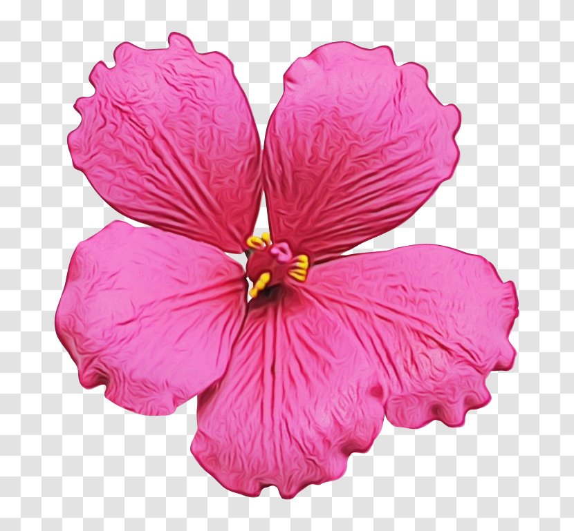 Flowering Plant Petal Flower Pink Hawaiian Hibiscus - Watercolor - Mallow Family Chinese Transparent PNG