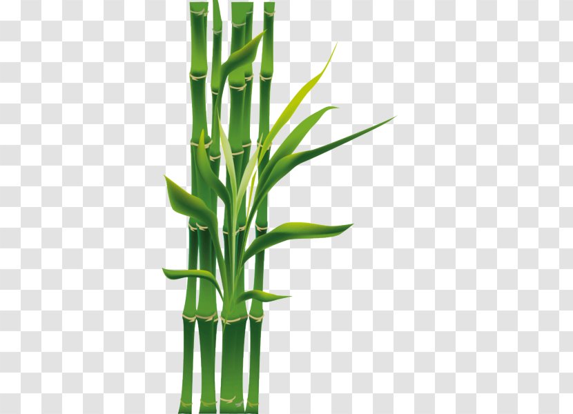 Bamboo Green Plant Stem Flower - Leaf - Flowering Grass Transparent PNG