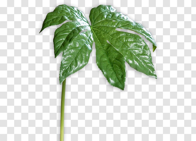 Leaf Herb - Ivy Transparent PNG