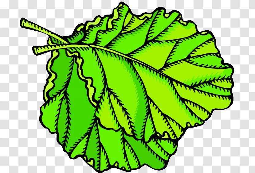 Fruit Leaf Vegetable Animation Clip Art - Chinese Cabbage - Leaves Transparent PNG