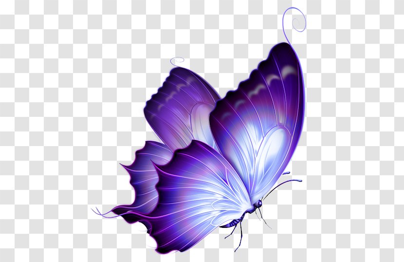 Butterfly Color Clip Art - Transparency And Translucency Transparent PNG