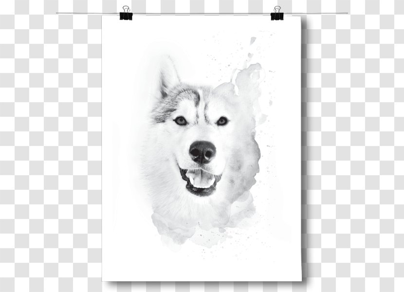 Siberian Husky Canadian Eskimo Dog Sakhalin Puppy Breed - Drawing Transparent PNG