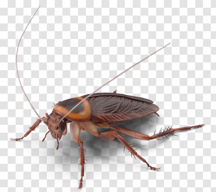 American Cockroach Insect German Pest Control - Wing Transparent PNG