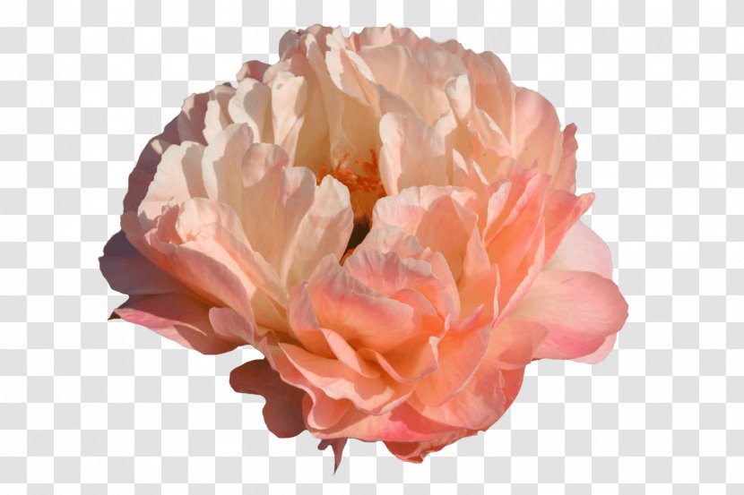 Peony Cabbage Rose Paeonia 'Coral Sunset' Cut Flowers - Petal Transparent PNG