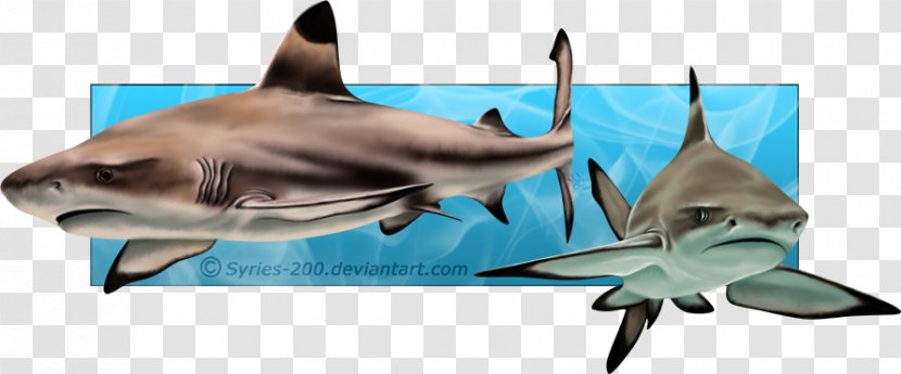 Tiger Shark Requiem Sharks Marine Biology - Reef Transparent PNG