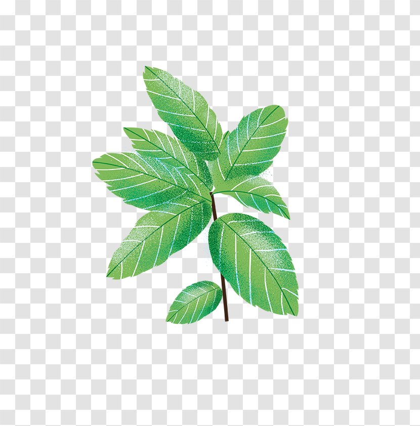 Leaf Herbalism Plant Stem Tree Transparent PNG