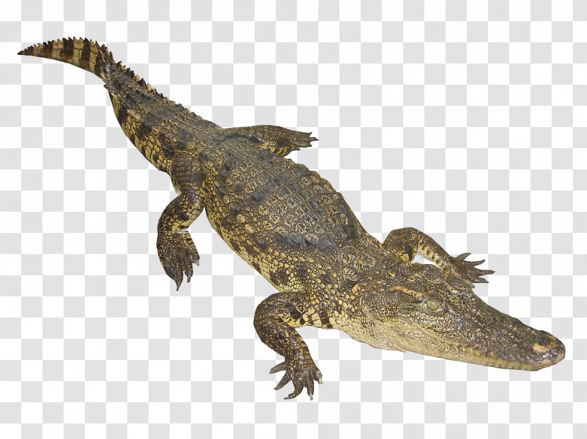 Nile Crocodile Google Images Web Crawler Animal - World Wide - The Bulk Of Transparent PNG