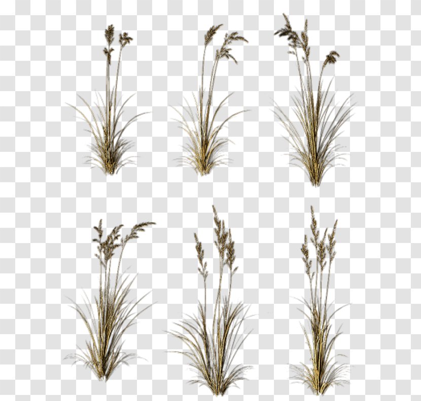 Grasses Branch Tree Twig Plant Stem - Herbes Transparent PNG