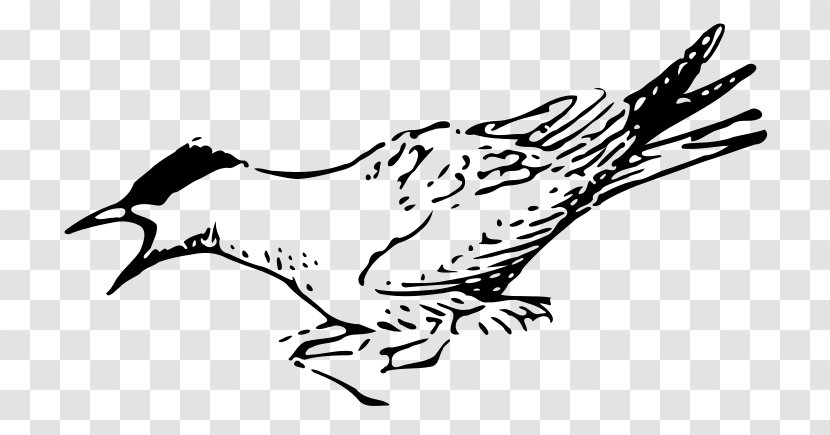 Bird Line Drawing - Coloring Book - Cuckoo Hawk Transparent PNG
