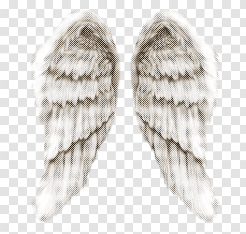 Feather Transparent PNG