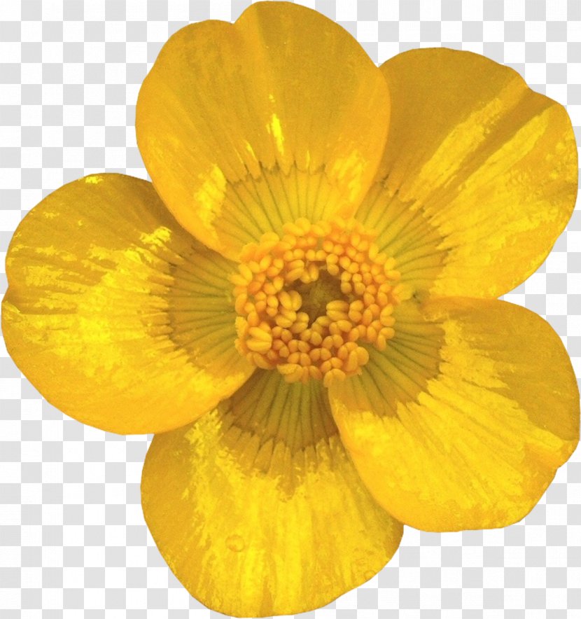 Cut Flowers Petal Buttercup Transvaal Daisy - Vase Life - YELLOW Transparent PNG