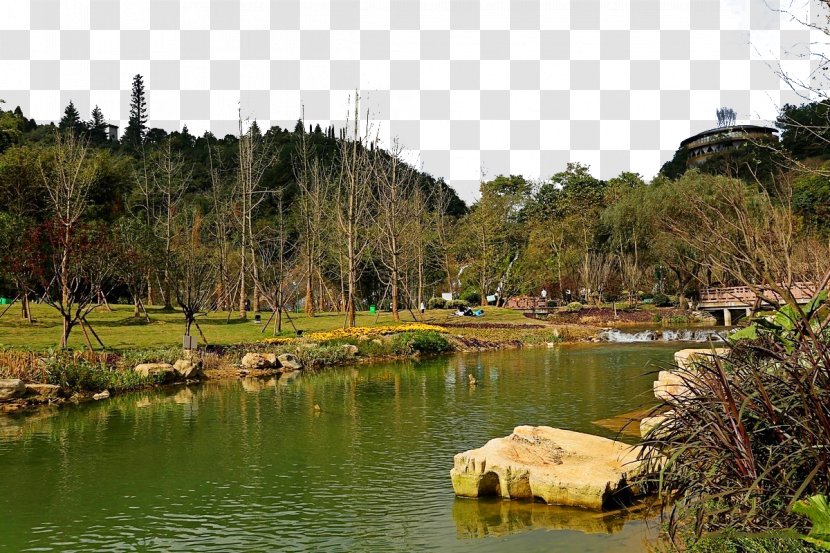 Pond Water Resources Wetland Tree Recreation - Bayou - Tianhe Lake Scenic Spot Transparent PNG