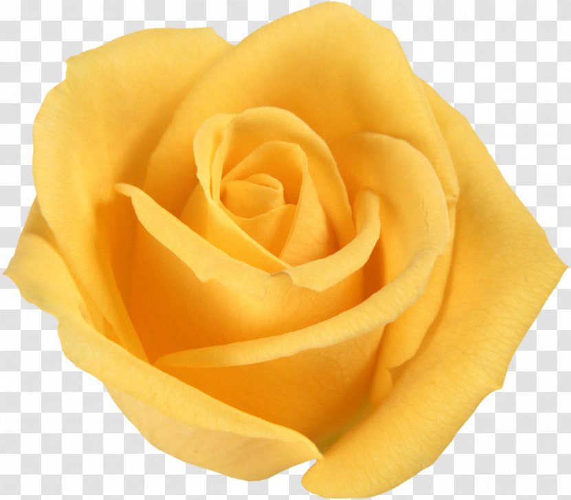 Flower Bouquet Yellow Rosa Foetida Floribunda - Peach - Funeral Transparent PNG