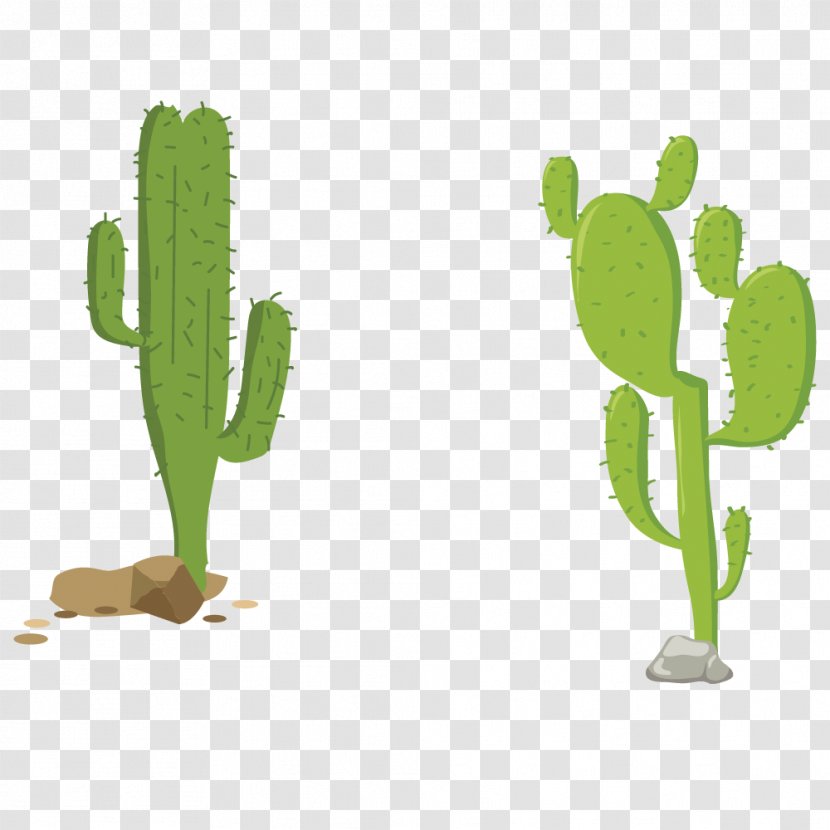 Euclidean Vector Spear Icon - Seed Plant - Cactus Transparent PNG