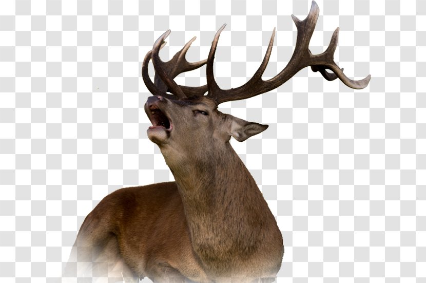 Reindeer Red Deer Elk Moose - Wildlife - Head Transparent PNG