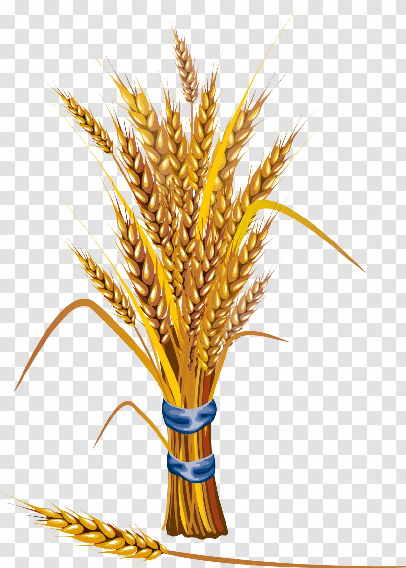 Wheat - Plant - Food Grain Grass Transparent PNG