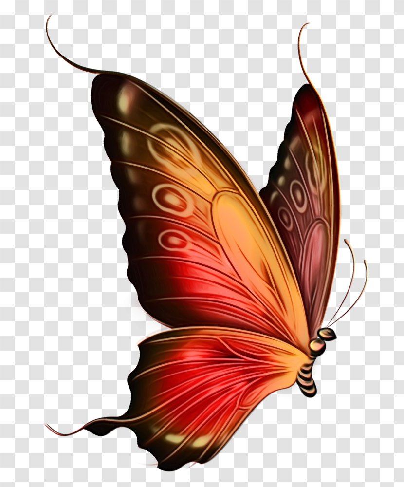 Watercolor Butterfly Art - Monarch Wing Transparent PNG