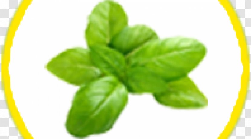Greek Cuisine Italian Holy Basil Mediterranean - Herb - Transparent Transparent PNG
