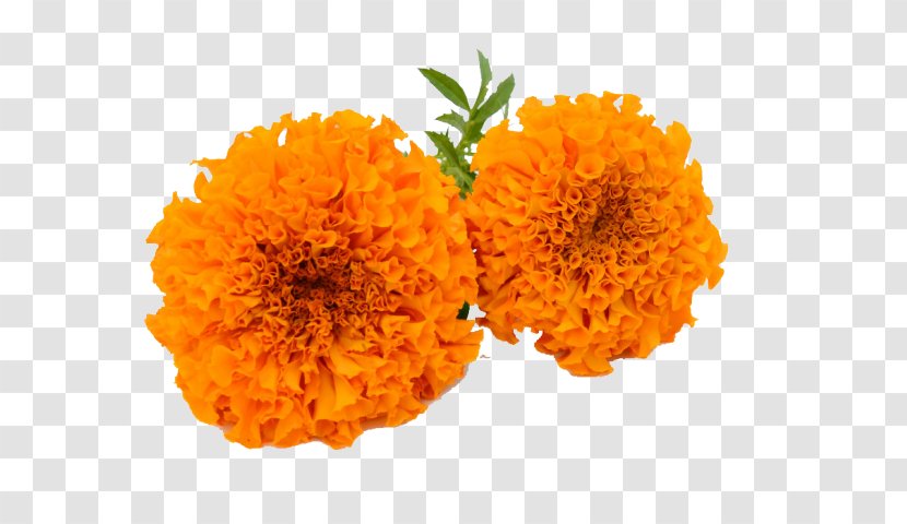 English Marigold Clip Art Image Vector Graphics - Calendula - Ecommerce Transparent PNG