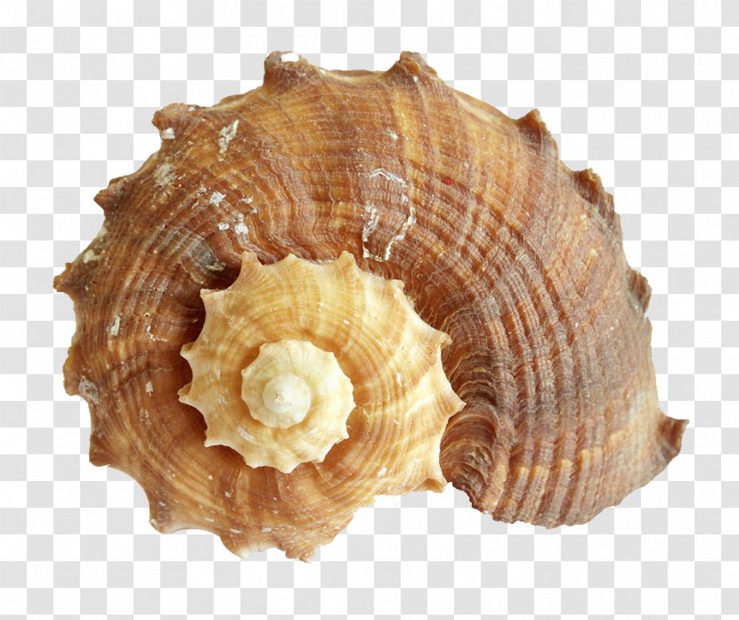 Photography Sea Snail Light - Hard And Soft - Conch Transparent PNG