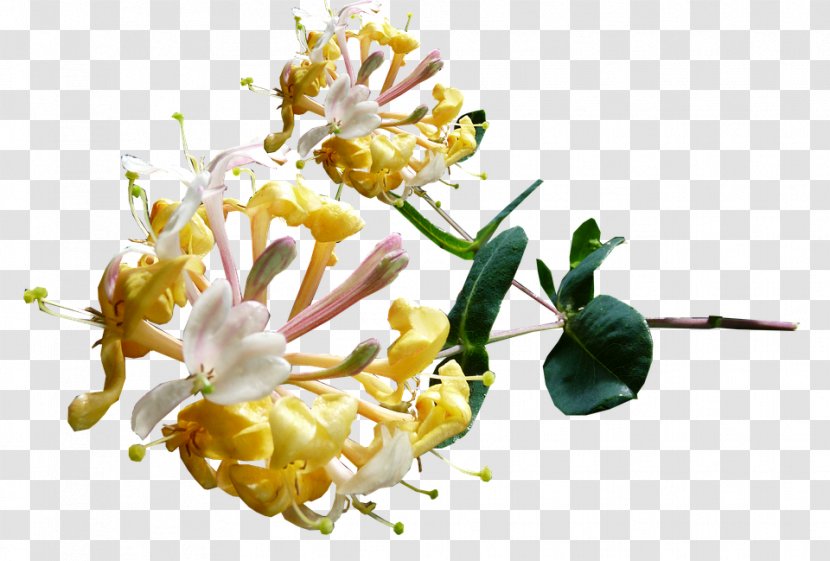 Honeysuckle Flower Image Pixabay - Botany Transparent PNG
