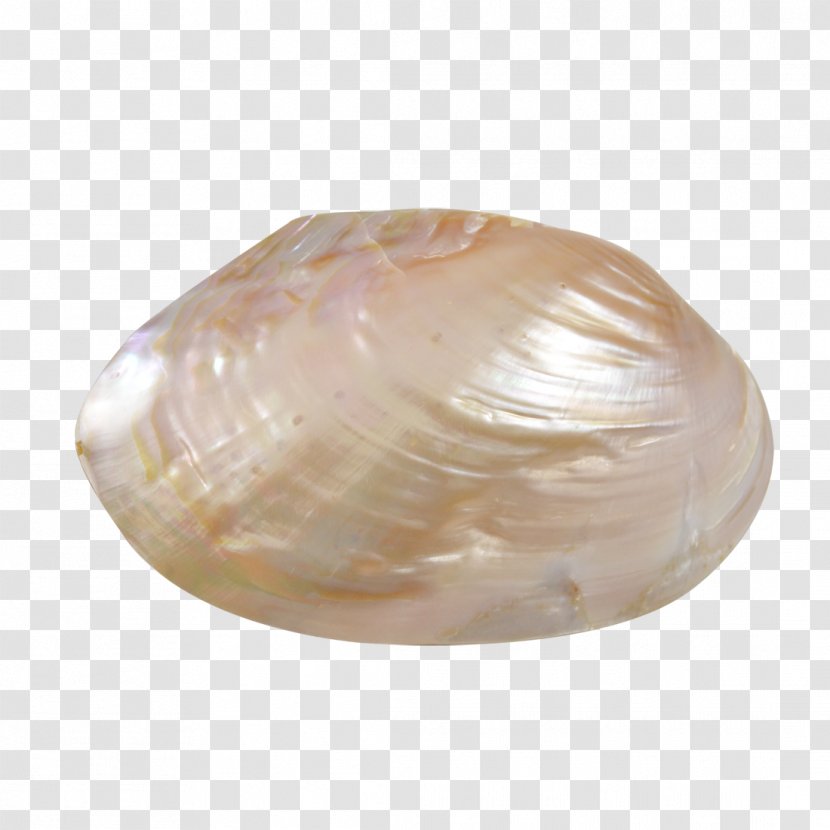 Clam Cockle Seashell Oyster Macoma - Mussel Transparent PNG