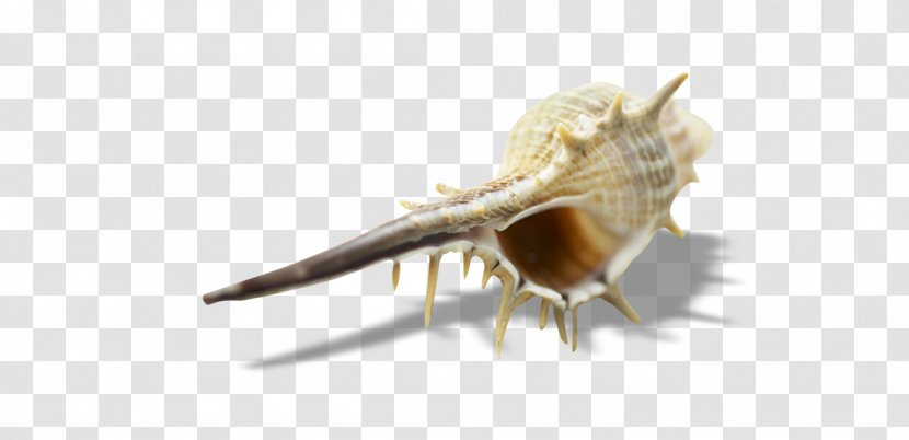 TIFF Computer File - Drop - Conch Transparent PNG