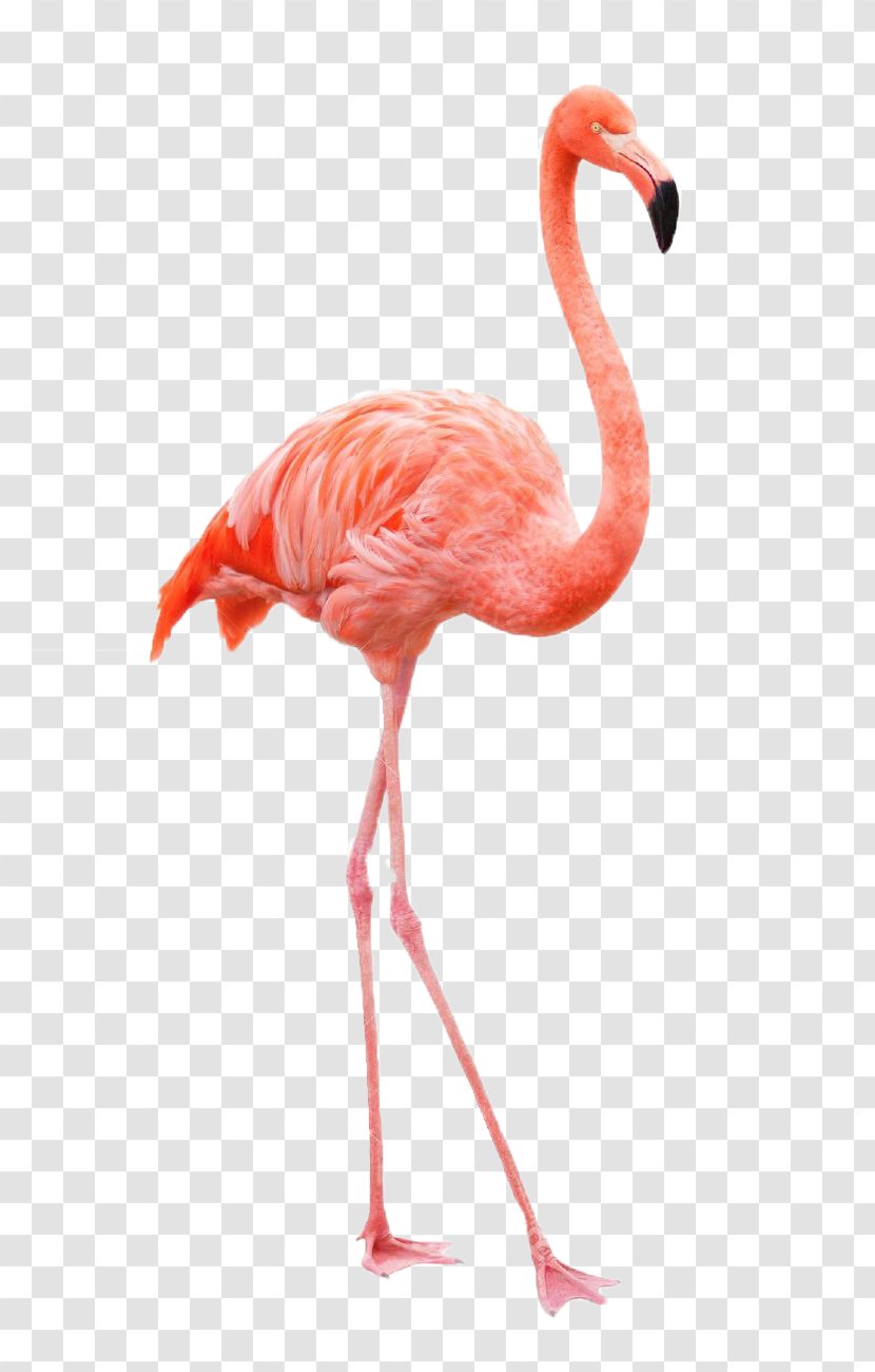 Drawing Flamingo Royalty-free Painting Transparent PNG