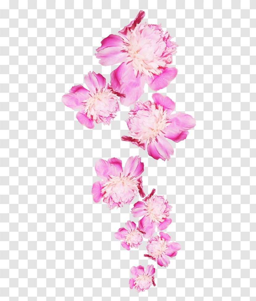Peony Flower Icon - Rose Transparent PNG