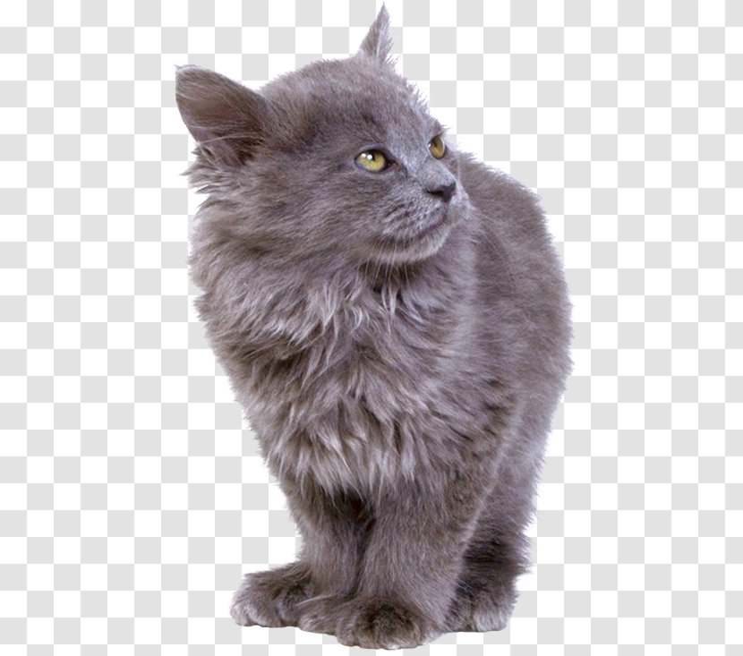 Asian Semi-longhair Siberian Cat Persian Maine Coon Malayan - Chartreux - Grey Transparent PNG