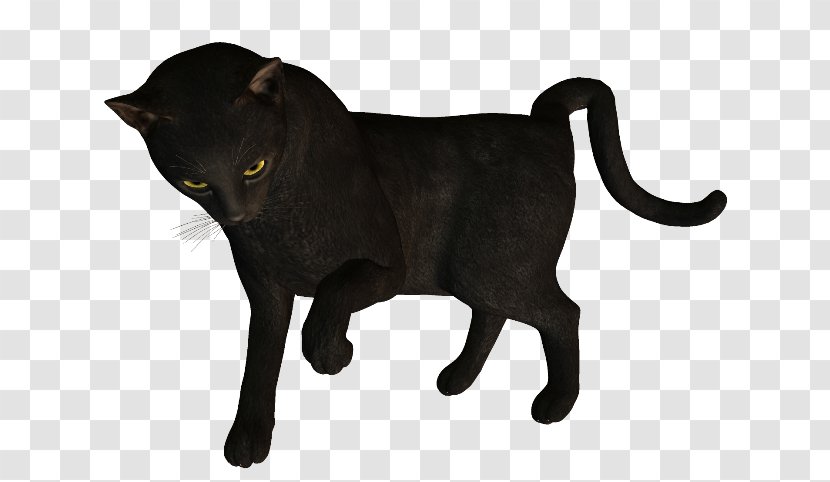 Black Cat Bombay Havana Brown Domestic Short-haired Whiskers - Snout - Le Chat Noir Transparent PNG