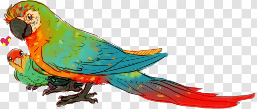 Macaw Parakeet Bird Loriini Feather - Wing - Beak Transparent PNG